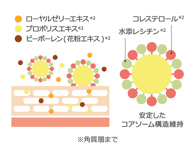ローヤルゼリーエキス(*2) プロポリスエキス(*2) ビーポーレン(花粉エキス)(*2) コレステロール(*2) 水添レシチン(*2) 安定したコアソーム構造維持 ※角質層まで