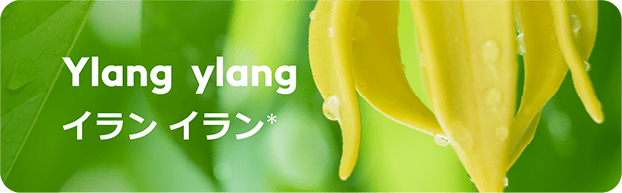 Ylang ylang イランイラン(*)