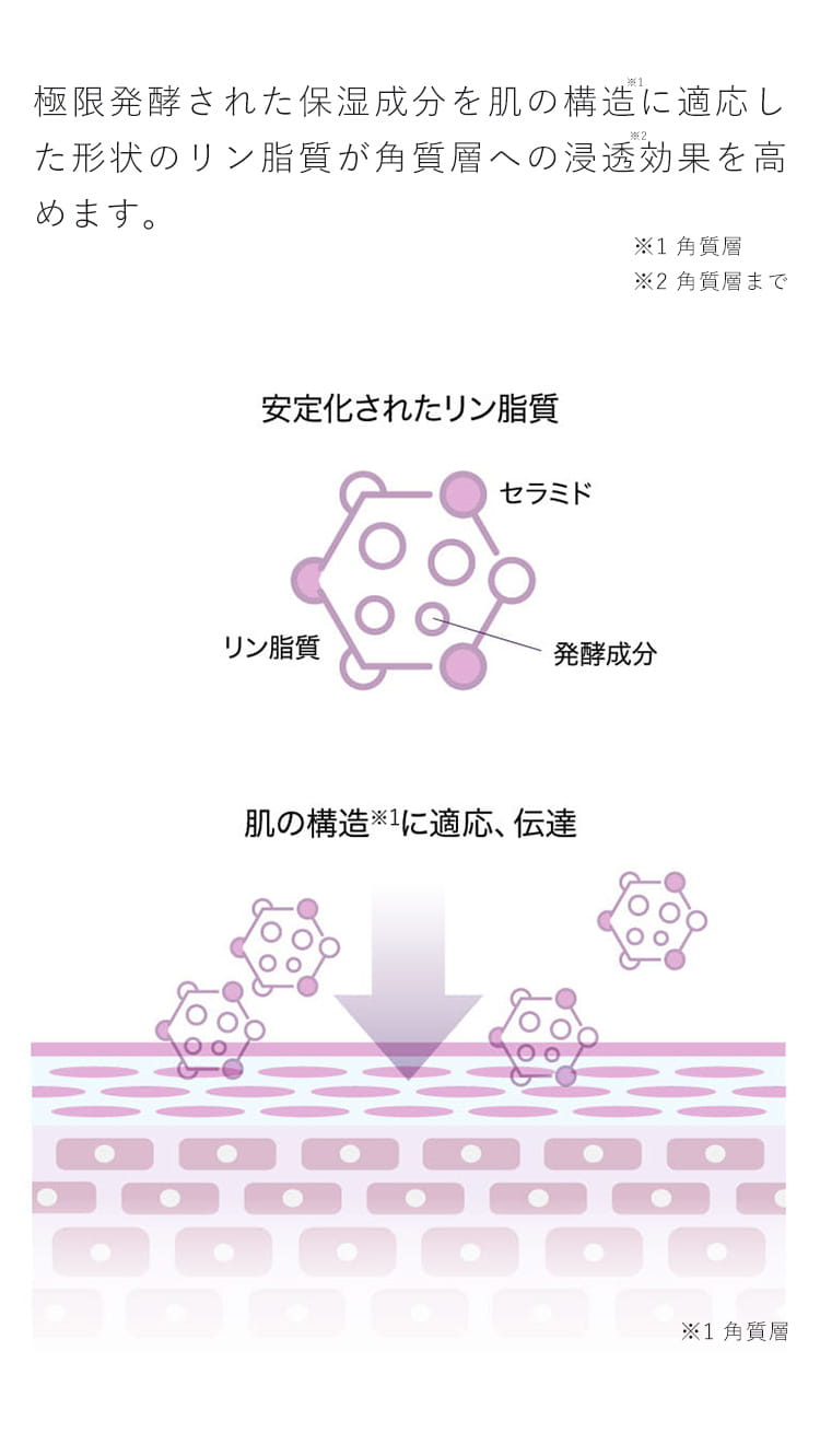 極限発酵された保湿成分を肌の構造※1に適応した形状のリン脂質が角質層への浸透※2効果を高めます。※1 角質層 ※2 角質層まで