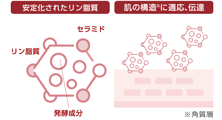 安定化されたリン脂質 肌の構造※角質層に適応、伝達