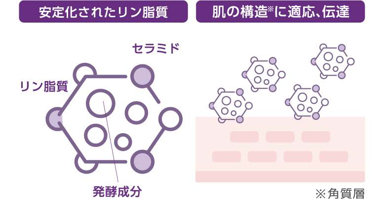 安定化されたリン脂質 肌の構造※角質層に適応、伝達