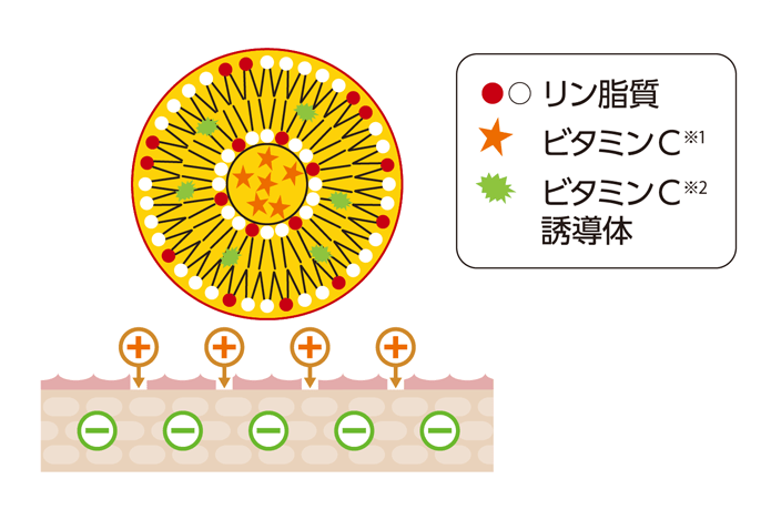リポソーム構造とは