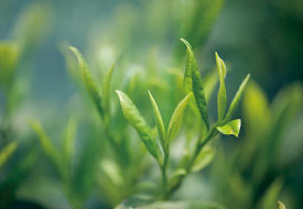 緑茶の種オイル