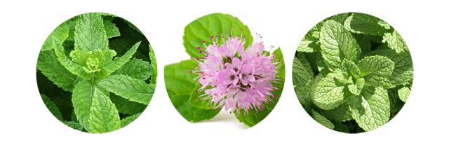 アピュー ミント スカルプヘアビネガートリートメント