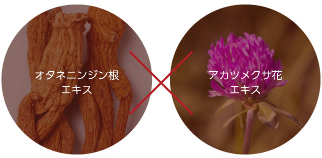 ミシャチョゴンジン