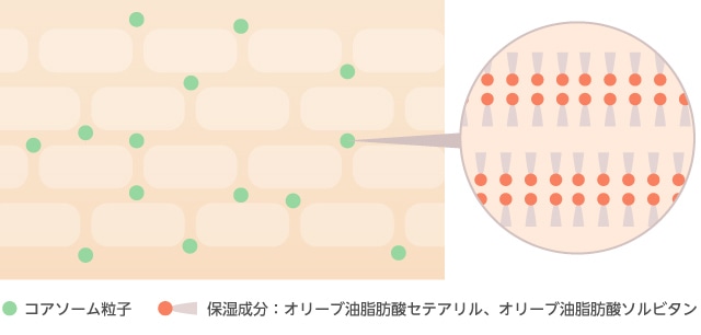 ミシャBP美容液クリーム