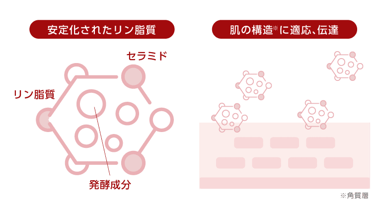 安定化されたリン脂質が肌の構造に適応、伝達